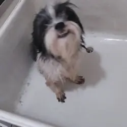 ShihTzu