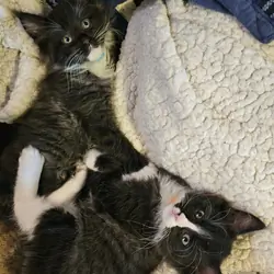 Maine Coon Ragdoll Mix Kittens