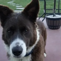 German shepherd/ mini Australian Shepard