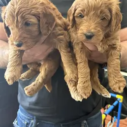 F1b Goldendoodle Puppies
