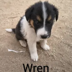 Old Time Scotch Collie puppies