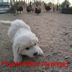 Maremma Sheepdog/ Great Pyrenees