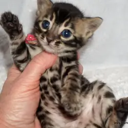 Little Bengal charcoal female (reasonable offers)