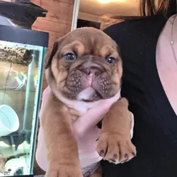 Adorable English bulldog puppies for adoption.