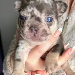 Intelligent English bulldog puppies for adoption.