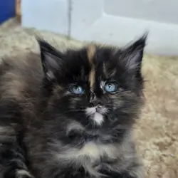 Maine coon kittens