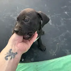 Puppies