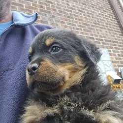Rottweiler puppy