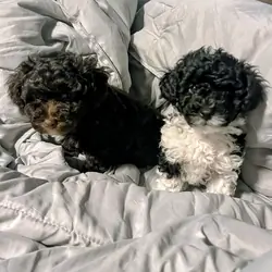 Toy poodle