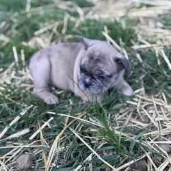 French bulldog puppies