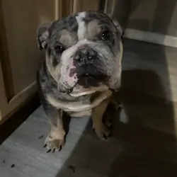 Blue Merle Tri English Bulldog