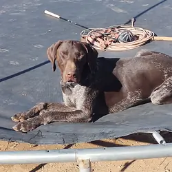 German shorthaired Pointer