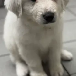 Great Pyrenees/Maremma Puppies