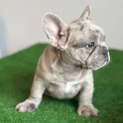 French Bulldog Puppies