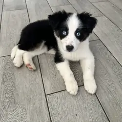 Aussie/German Shepard mix