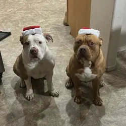 Bully
