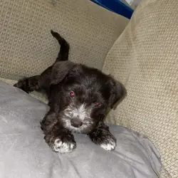 2 miniature schaunzer puppies for sale