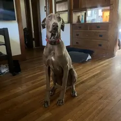 Weimaraner Male 2 years
