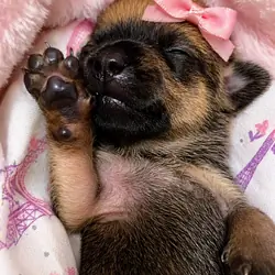 🐾 COMING SOON: Rare Tiny Pomchi Princess!👑
