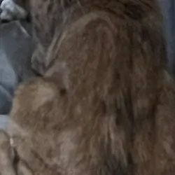 Free Cat