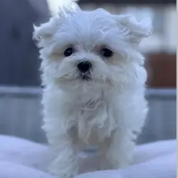 Puppy