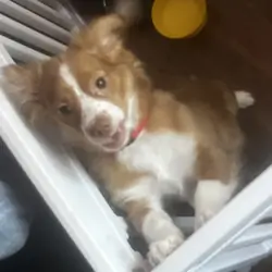 Puppy