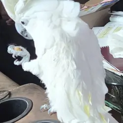 Cockatoo