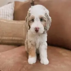Bernadoodles