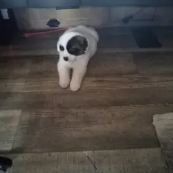 Beautiful Akita Puppy