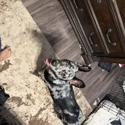 Blue heeler puppy