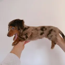 mini dachshund
