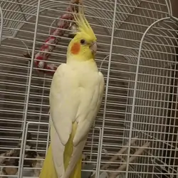 Parrot