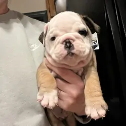 Bulldogs male pups