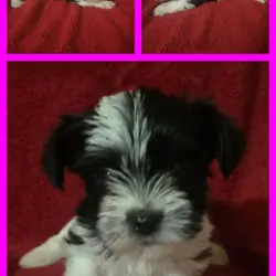 Yorkshire terrier puppies