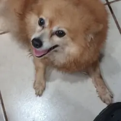 Female Pomeranian