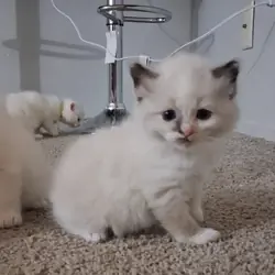 Ragdoll kitten