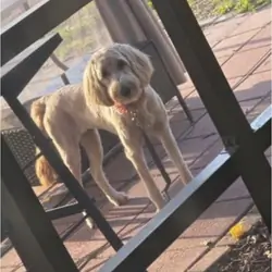 Puppy