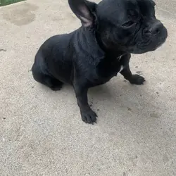 Female Fenchie