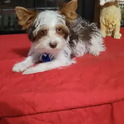Parti Yorkie Pup