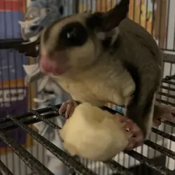 Sugar gliders