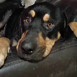 Big family dog, sweet, needs more space and attent