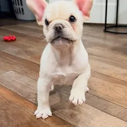 Love and Loyalty: French Bulldogs Make Great Pups