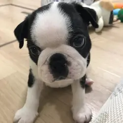 AkC Boston Terrier Puppies