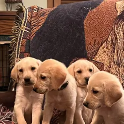 Labrador Retriever