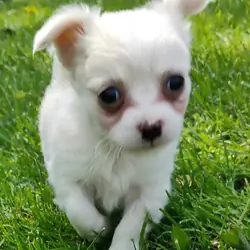 Chihuahua puppy