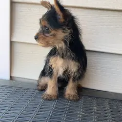 Yorkie male AKC