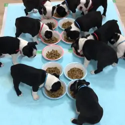 AKC Registered Boston Terrier
