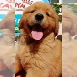 GOlden retriever