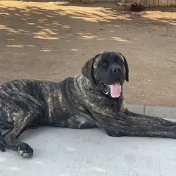 English Mastiff