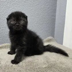 Scottish Fold - Rosalie